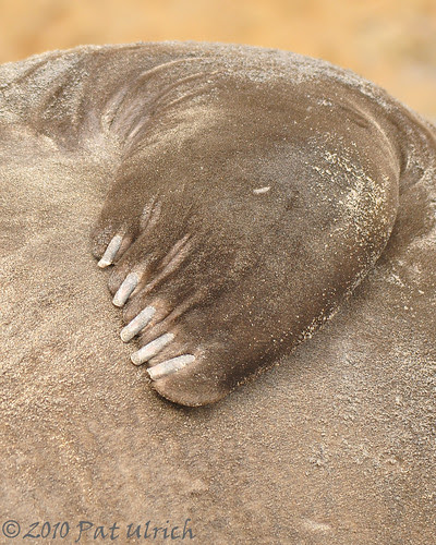 Flipper-nails