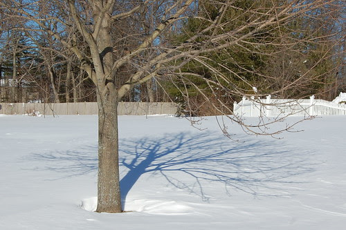 nemo_Franklin_TreeShadow