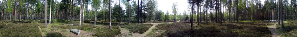 Ancient Grave Field Forest 360 Panorama