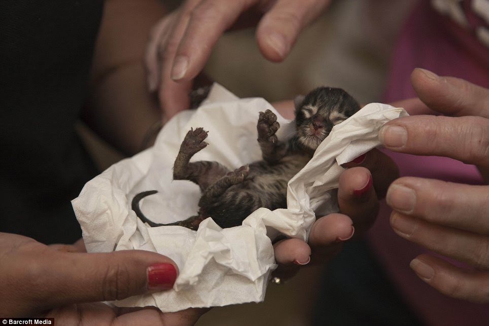 New arrival: An hour-old kitten is Brought into the facility for medical attention at The Cat House
