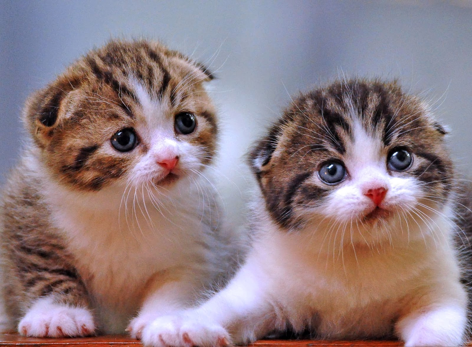 50 Gambar DP BBM Kucing Lucu Imut Gemesin Berbagai Gadget 50 Gambar DP BBM Kucing Lucu Imut Gemesin Berbagai Gadget