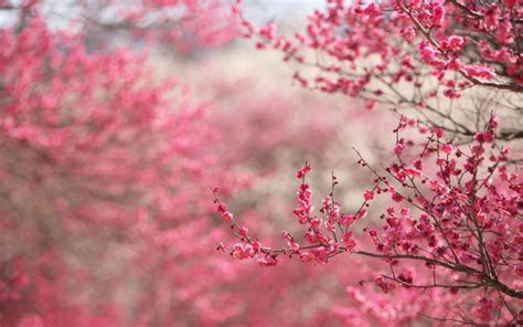 Pink 4K Spring Wallpaper Free 4K Wallpaper Pink 4K Spring Wallpaper Free 4K Wallpaper