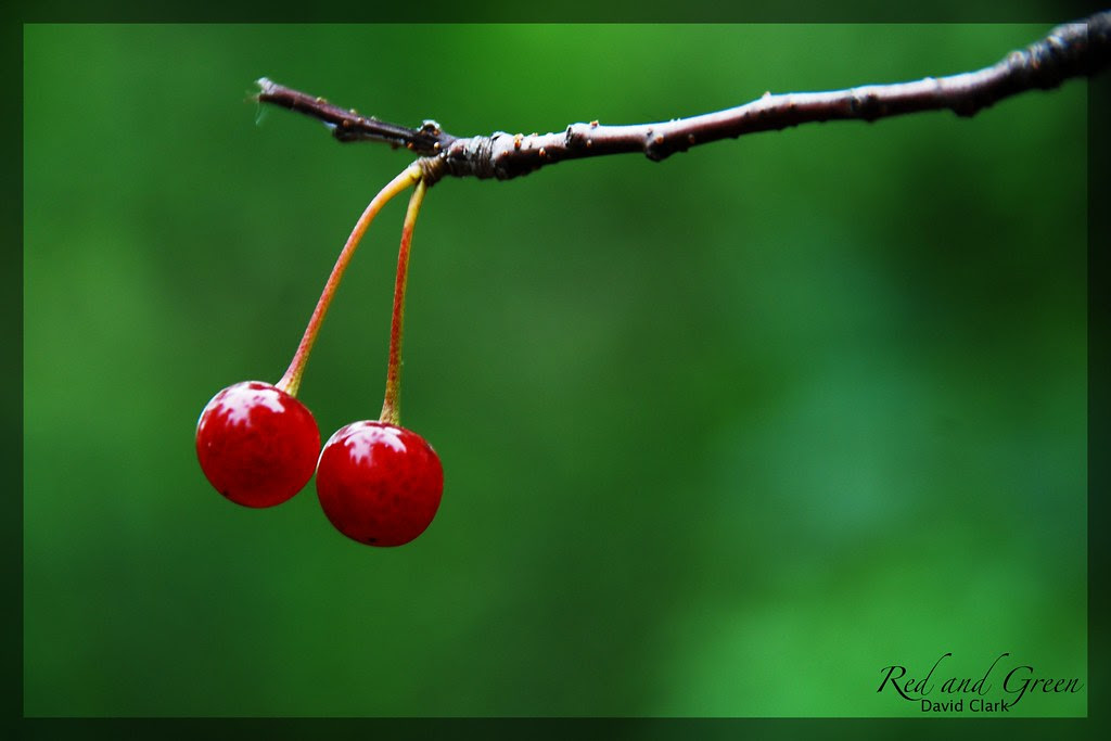 Two bright red berries on a branch, against a brilliant green backdrop.