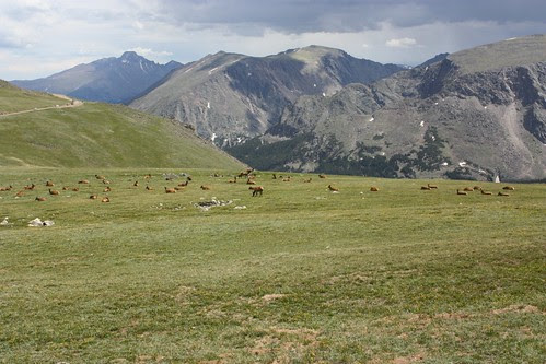 Elk Herd on the Tundra
