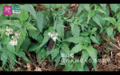 貳獎之一《Svongvong》透過影像,展現台灣在地迸發的精彩。(張維?提供) 貳獎之一《Svongvong》透過影像,展現台灣在地迸發的精彩。(張維?提供)