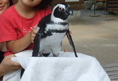 ペンギンを抱っこ