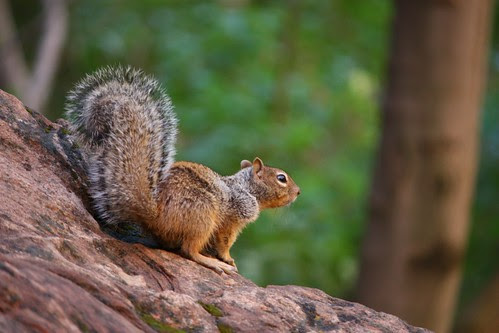 Squirrel in Zion