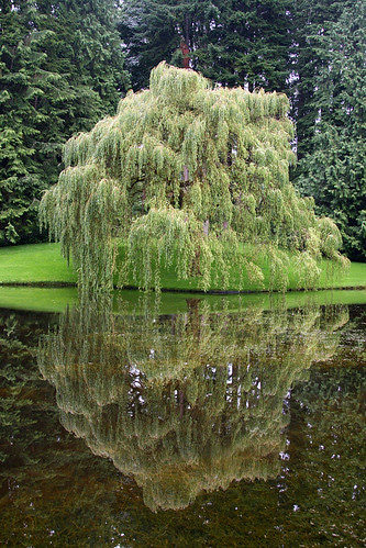 willow reflection