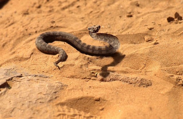 Vipera cornuta