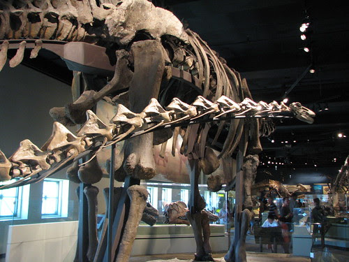 Rapetosaurus and Apatosaurus