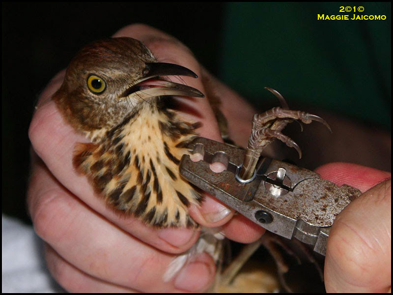Brown Thrasher