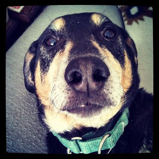 This is Tut's "are you Fing serious, MORE snow?" look. #dogstagram #instadog #Rescued #coonhoundmix #adoptdontshop #ilovemydogs #thelook