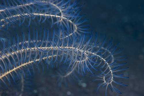 Just a crinoid (Oxycomanthus sp.)