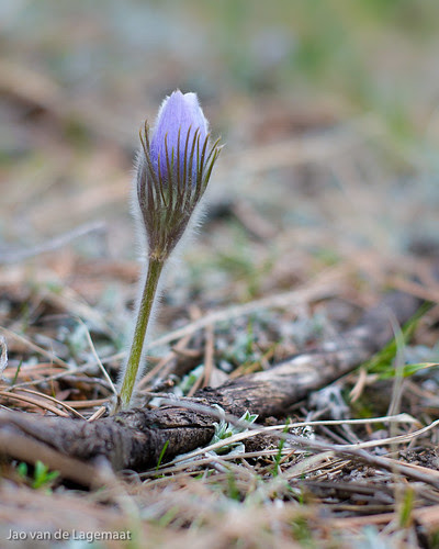 Pasque flower 3