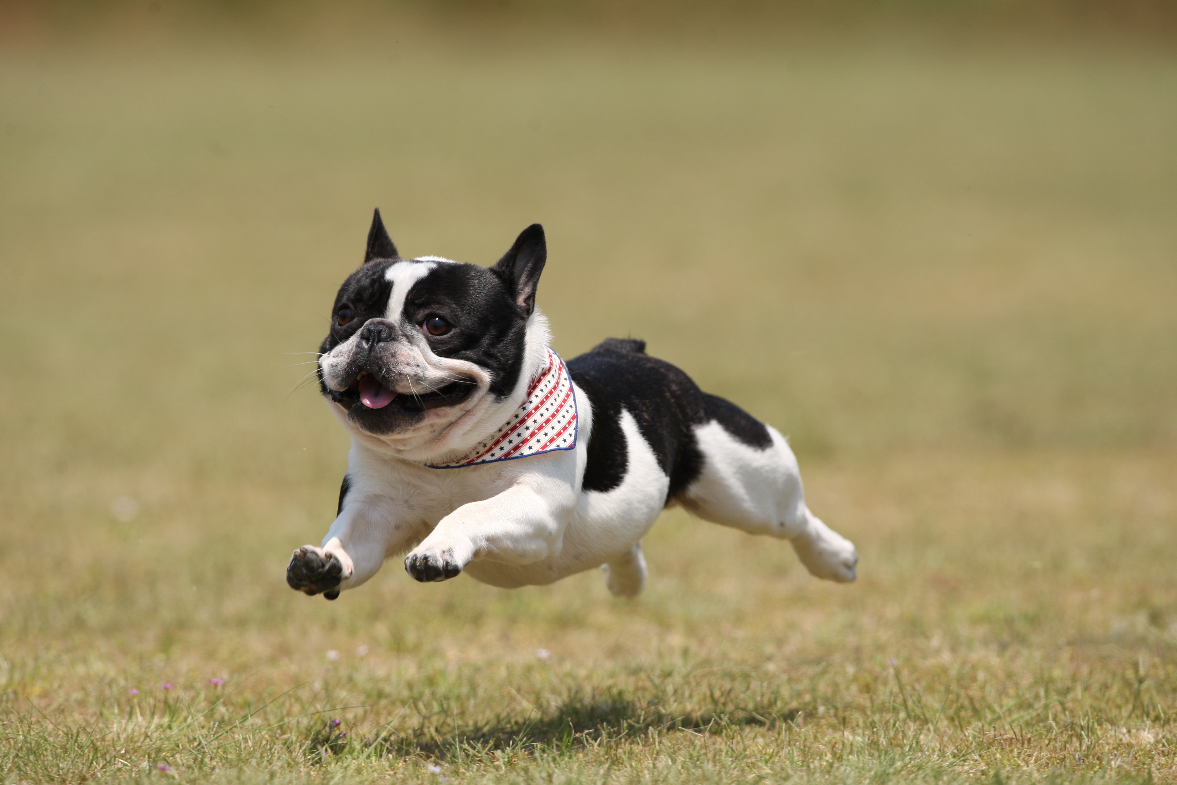 50 ブルドッグ 可愛い画像 最高の動物画像