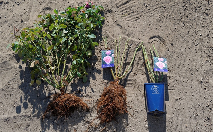 元のバラ 植え替え 時期 地植え すべての美しい花の画像