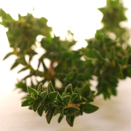 fresh thyme© by Haalo