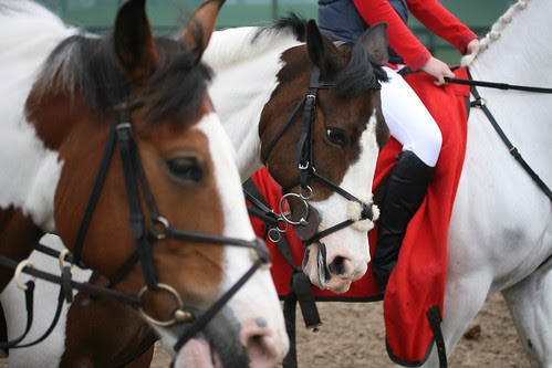Showjumping
