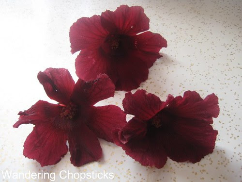 Jungle Red Hibiscus 2