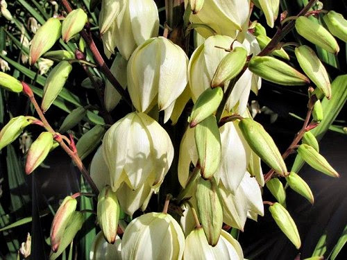 20100804-rq-03-yucca gloriosa