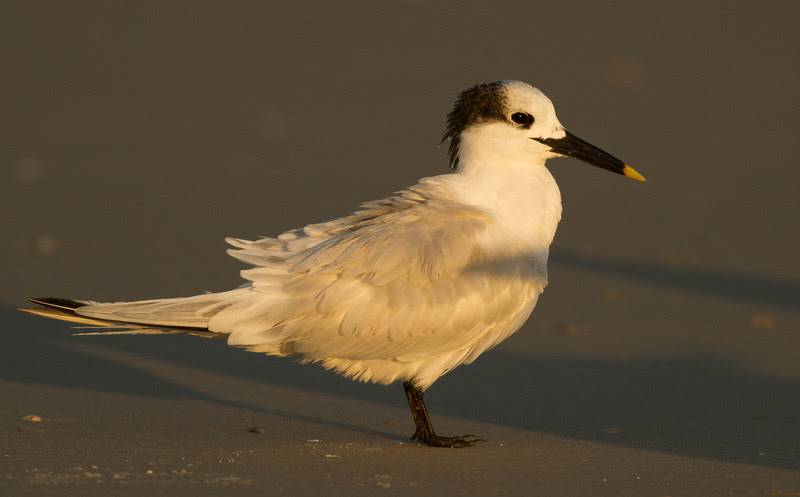 Photo & Video Sharing by SmugMug Photo & Video Sharing by SmugMug
