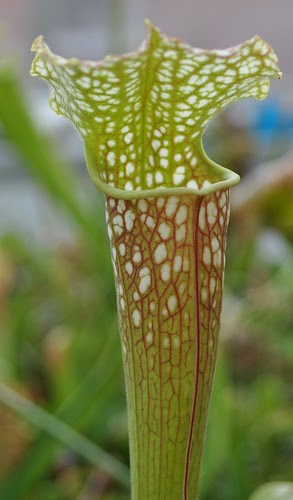 Sarracenia 'John Wyndham'
