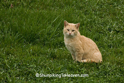  Cat Enjoying Early Spring, Green County, Wisconsin