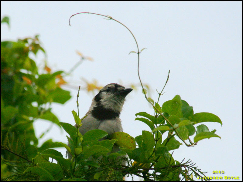 Blue Jay Blue Jay