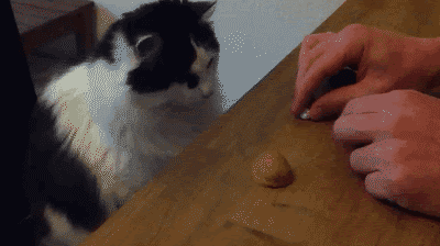  photo cat_shell-game.gif