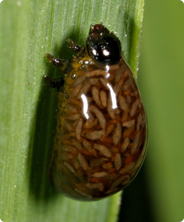 Красногрудая пьявица (лат. Oulema melanopus)