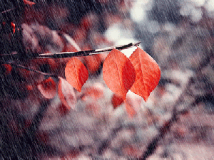 rain01-8_wun41771