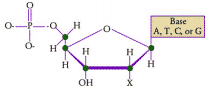 Nucleotide structure diagram