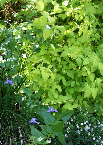 golden-leaved philadelphus