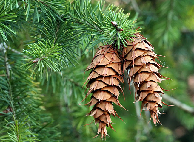 Tumbuhan Gymnospermae