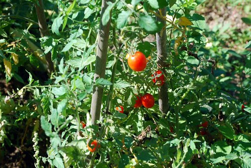 last date tomatoes