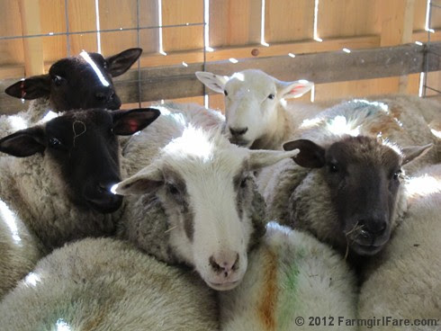 2012 Sheep shearing day 13 - FarmgirlFare.com