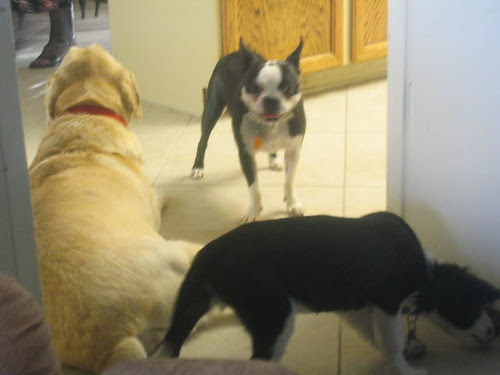 Flo, Tanner and Lambeau