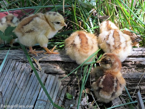 (14) Four of Lokey's ten chicks - love the brown one - FarmgirlFare.com