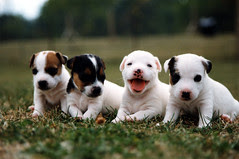 Frannie's Puppies