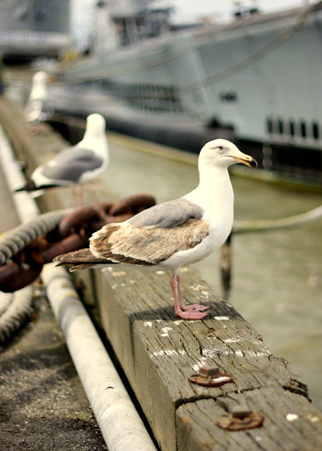 Battleship and Gulls