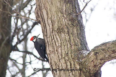 Pileated Woodpecker, Dane County, Wisconsin