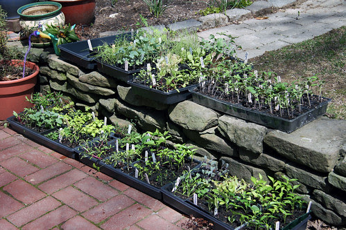 sunning seedlings