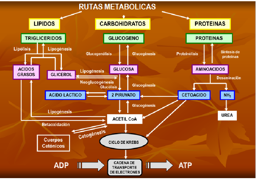 Metabolismo Celular Mapa Conceptual - TONG ILMU