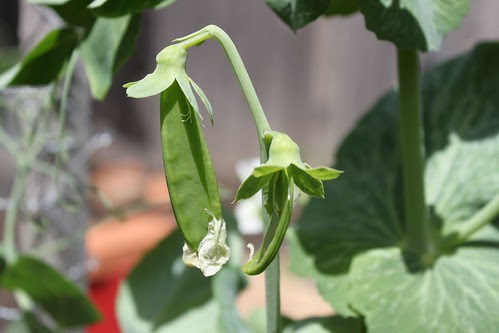 Snowpeas
