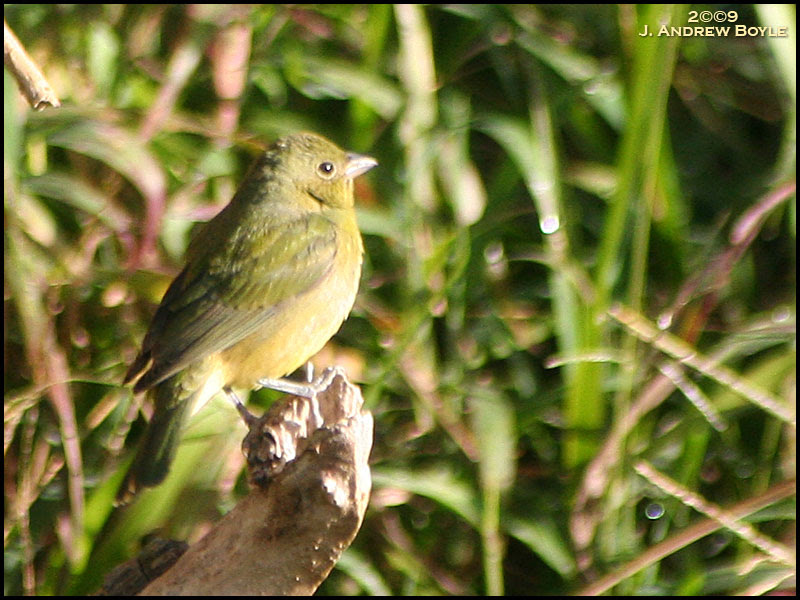 Painted Bunting