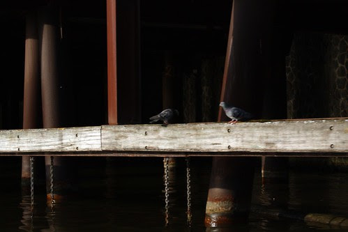 amsterdamse duiven