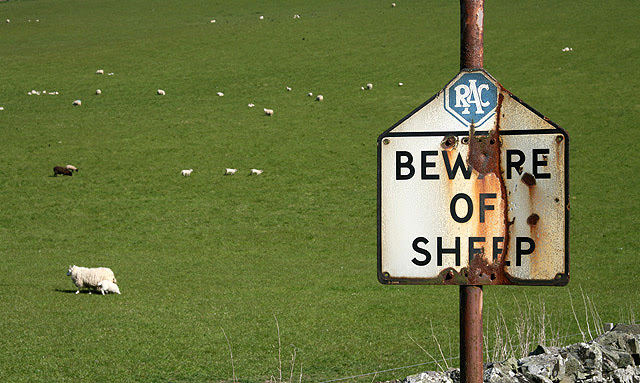 File:Beware of sheep - geograph.org.uk - 1304806.jpg
