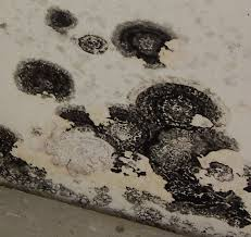 Stachybotrys (black mold) | ET&T Indoor Environmental Surveys