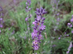 すべての花の画像 最高のラベンダー 羊蹄