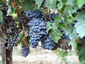Sangiovese grapes in a vineyard of Montalcino,...